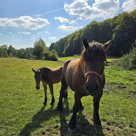 Kaszubska Kryjowka - Komfortowy 8 Osobowy W Sercu Kaszub - Jacuzzi, Sauna, Rowerek Wodny, Jezioro, Las, Salon Gier! * Sulęczyno