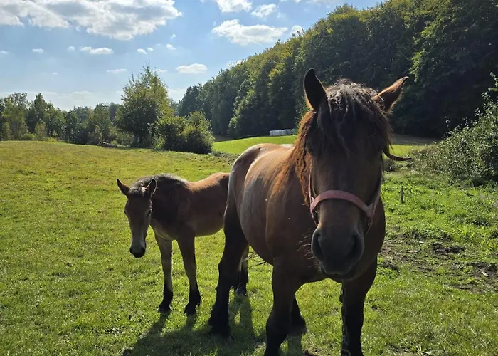 Kaszubska Kryjowka - Komfortowy 8 Osobowy W Sercu Kaszub - Jacuzzi, Sauna, Rowerek Wodny, Jezioro, Las, Salon Gier! * Sulęczyno